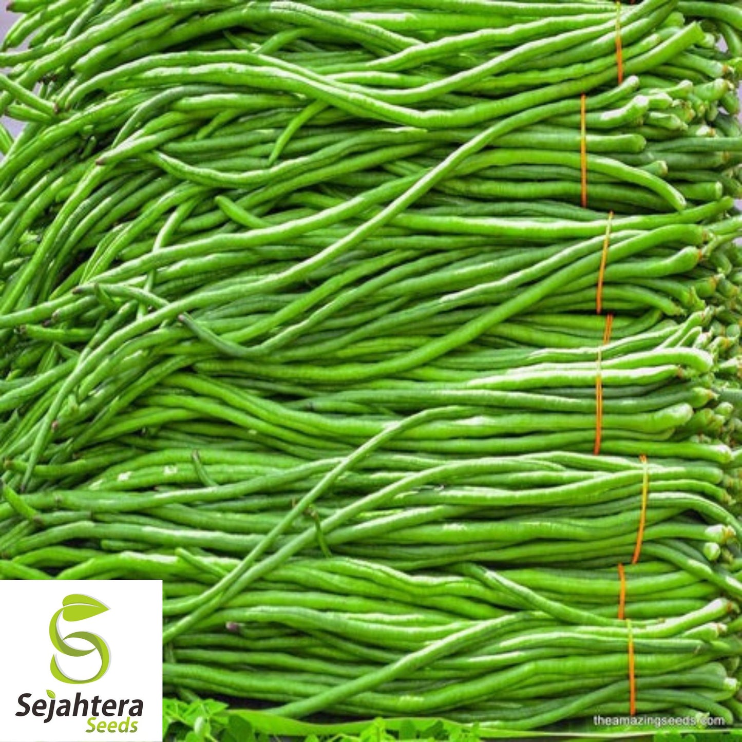 Dark Green Yard Long Bean Seeds - 120+ Heirloom, Organic, Non-GMO & Fresh