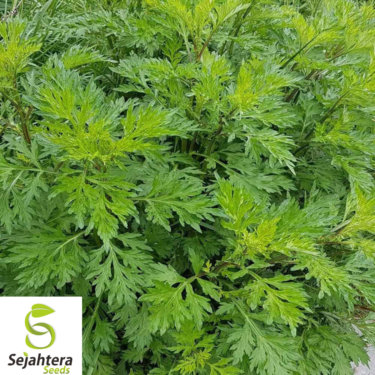 500+ Mugwort Seeds - Artemisia Vulgaris, Medicinal, Culinary, Perennial Herb