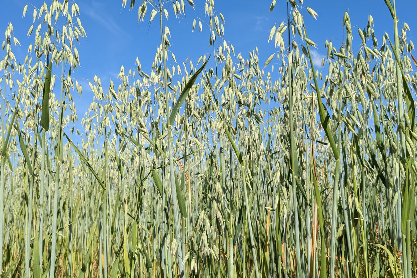 Common Oat (Avena sativa)