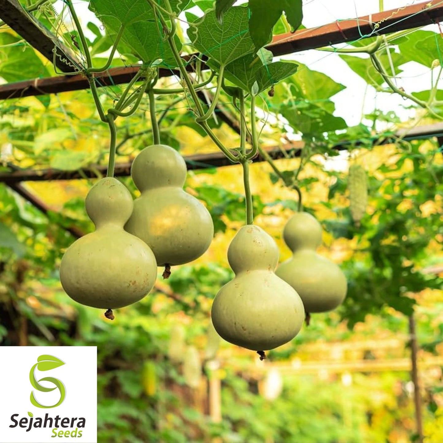 10 Birdhouse Gourd Seeds - Heirloom, Non-GMO & Decorative Garden Variety
