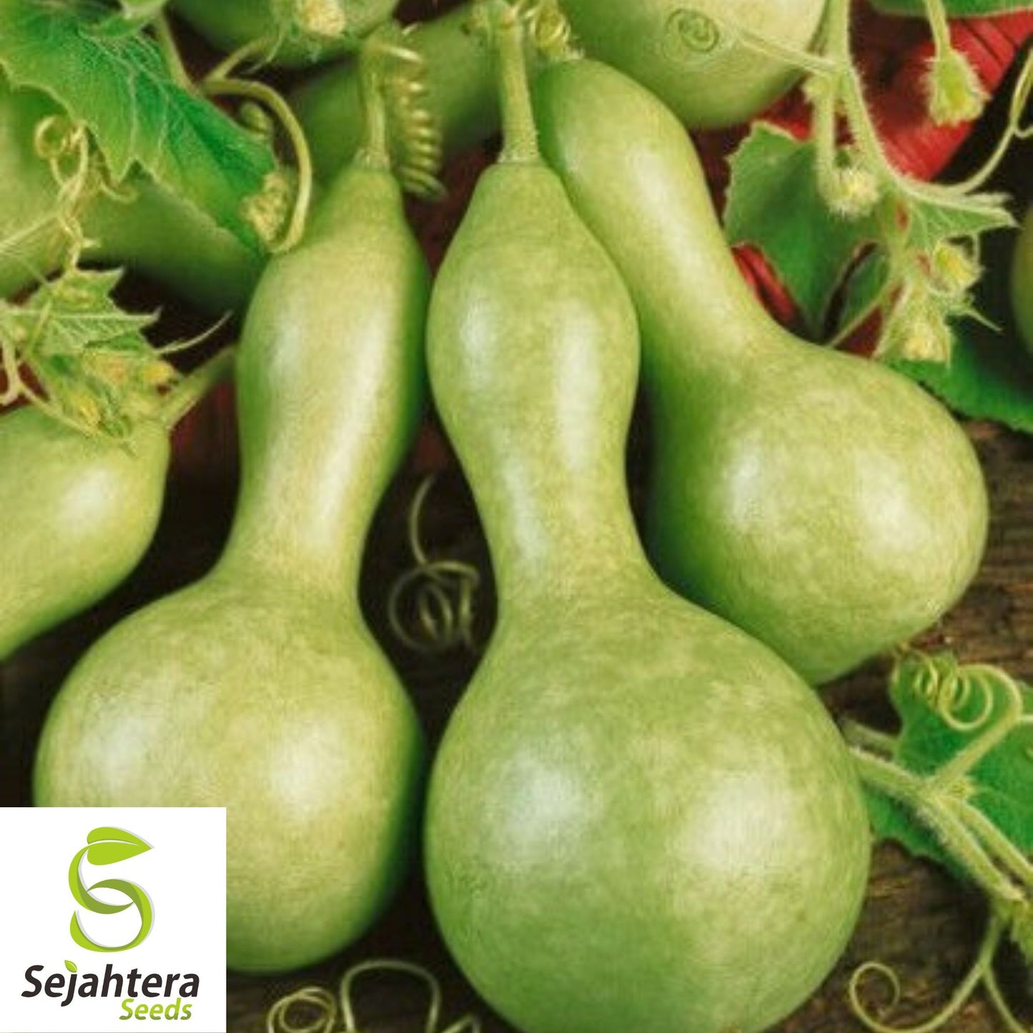 10 Birdhouse Gourd Seeds - Heirloom, Non-GMO & Decorative Garden Variety