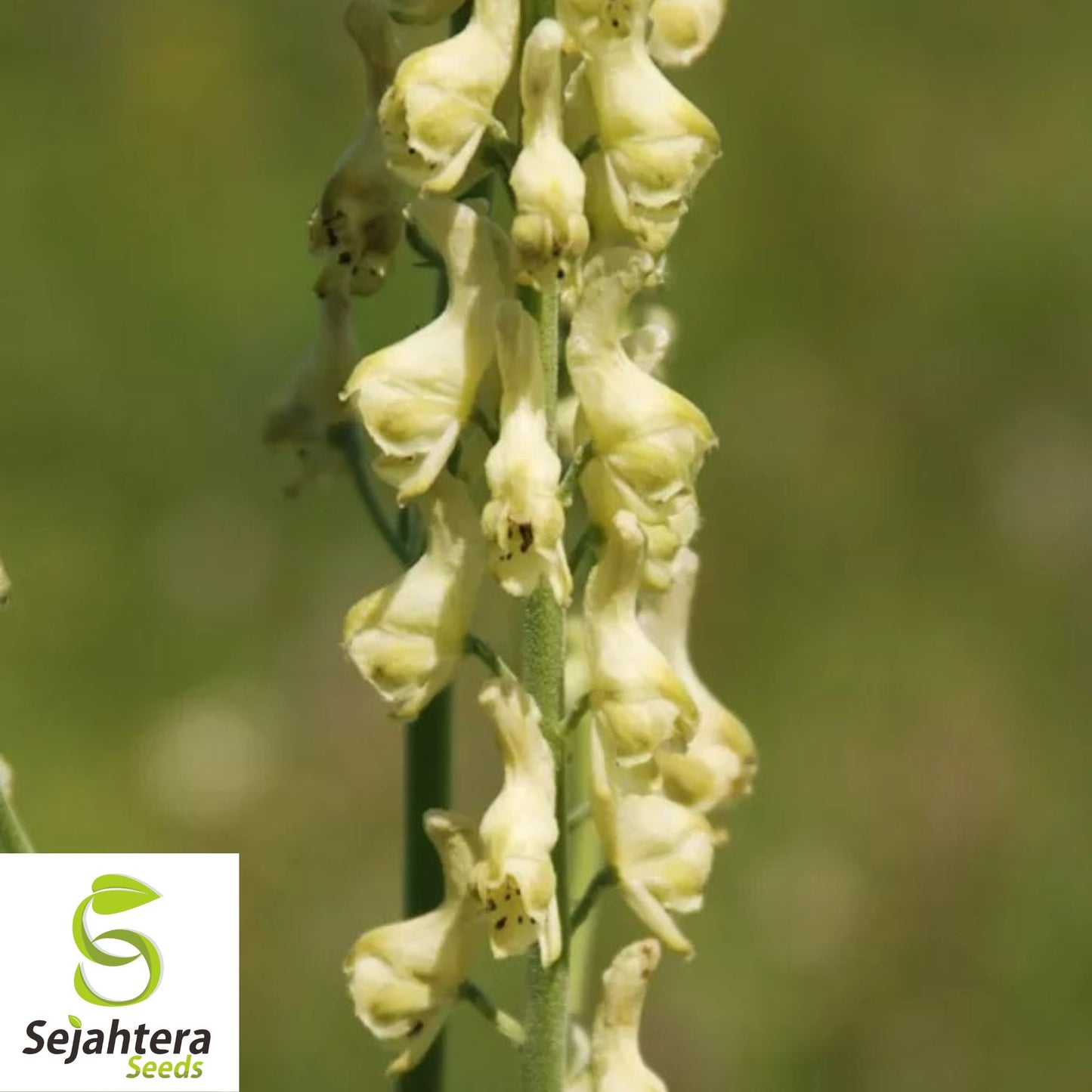 Bearded Monkshood Seeds {Aconitum barnatum} Organic 5 Seeds