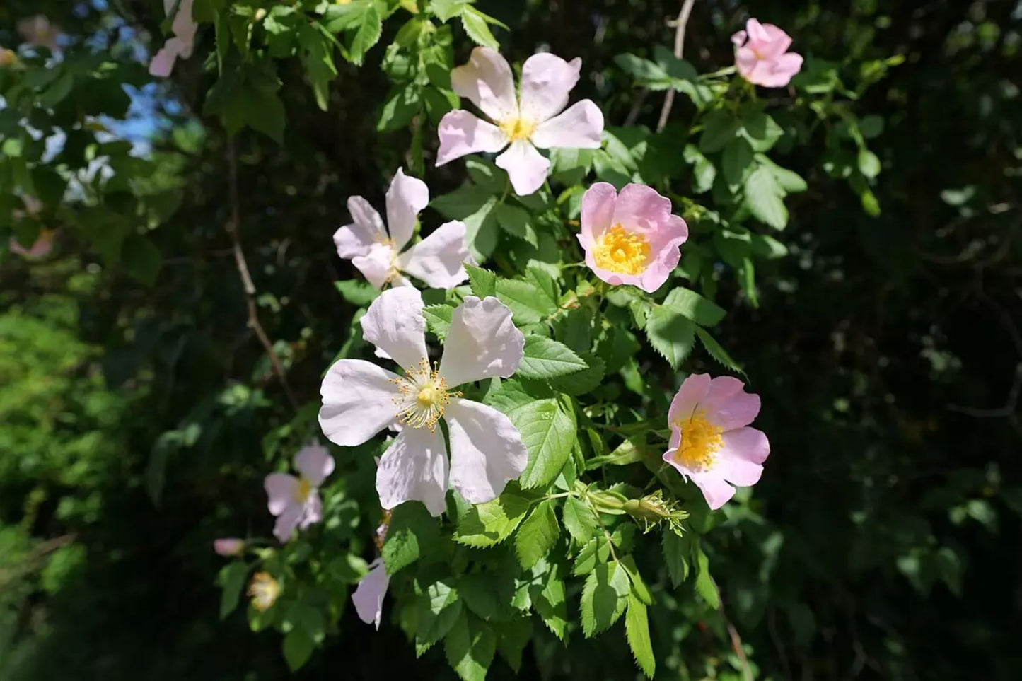 Brier Rose Dog Pfanders (Rosa canina 'Pfanders')