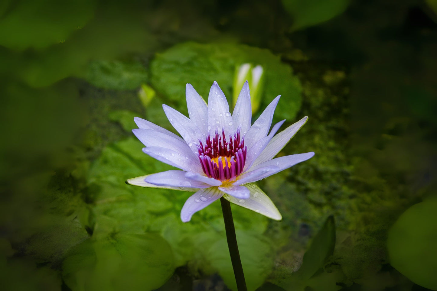 Tropical Water Lily 3 Pack - Wood's Blue Goddess Nymphaea, Sky Blue Flowers & Purple Stamens, Ideal for Ponds