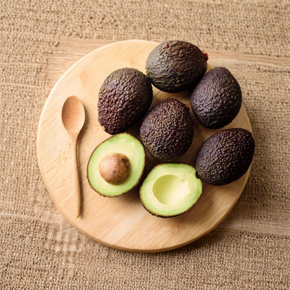 Grafted Hass Avocado Tree – Persea americana Live Fruit Tree | 10 Inches – 2 Feet Tall America’s Favorite Avocado | Creamy, Buttery Flavor | Grafted for Early Production