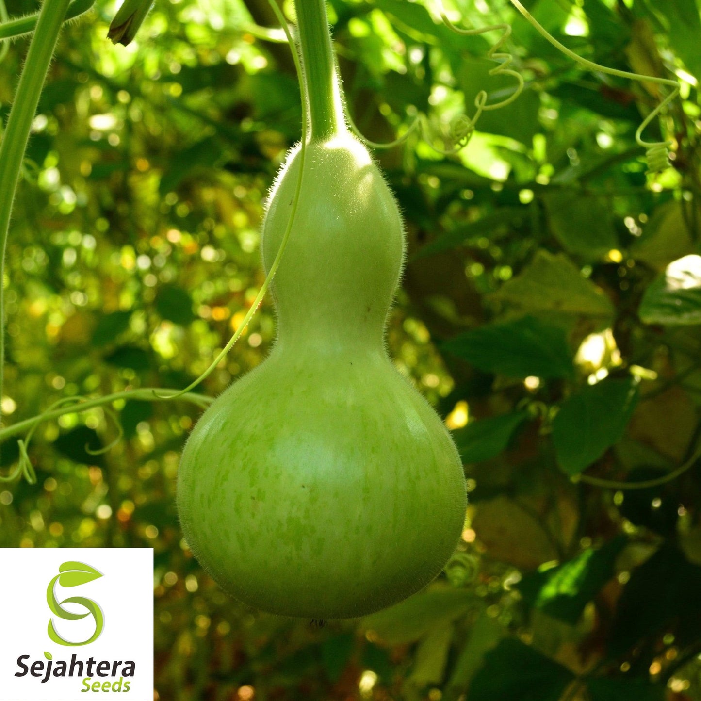 10 Birdhouse Gourd Seeds - Heirloom, Non-GMO & Decorative Garden Variety