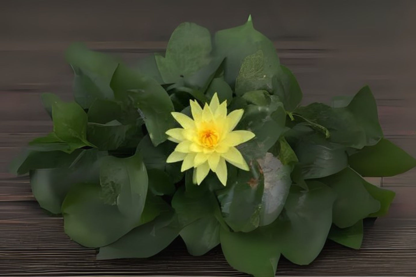 Winter Hardy Water Lily 3 Pack - Nymphaea ‘Joey Tomicik’ - Yellow Flowers - Ideal for Ponds and Water Gardens