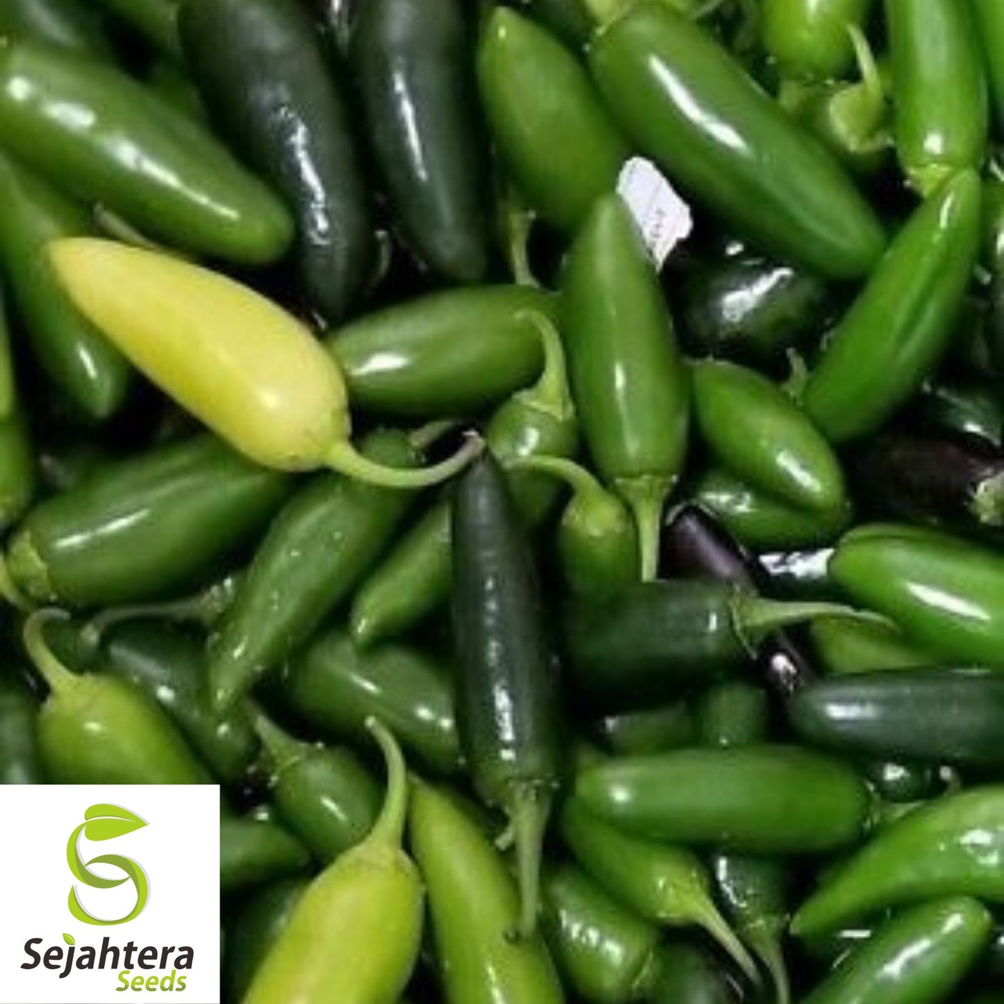 50+ TAM Jalapeno Pepper Seeds - Heirloom, Non-GMO, Mild Heat, High Yield