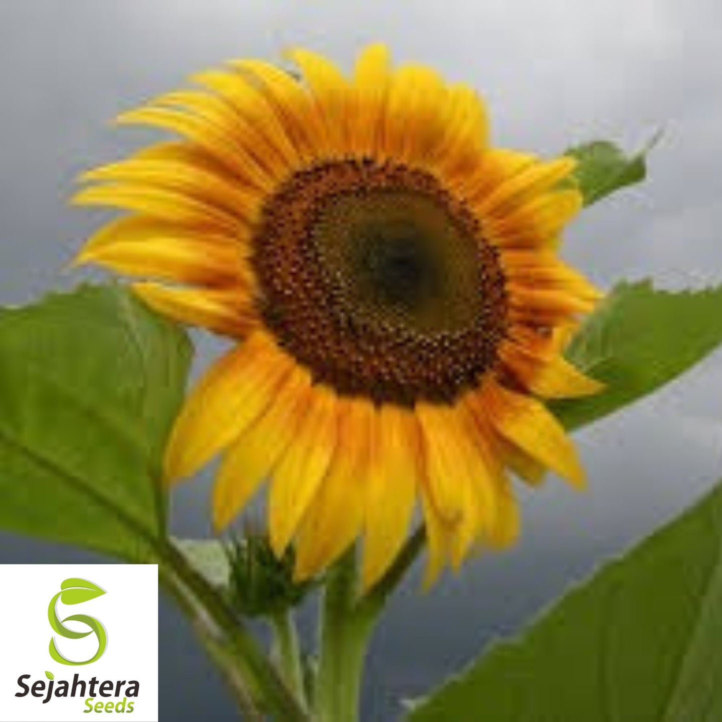 Mammoth Grey Stripe Sunflower Seeds - 50+ Giant Blooms - Huge & Fresh
