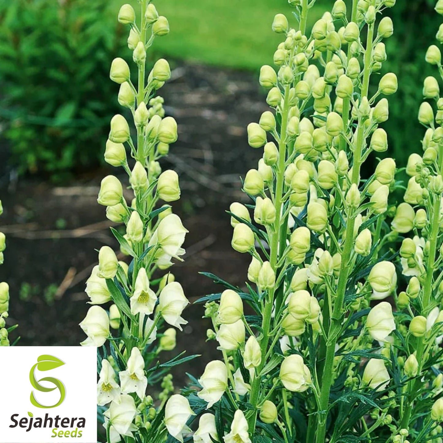 Bearded Monkshood Seeds {Aconitum barnatum} Organic 5 Seeds