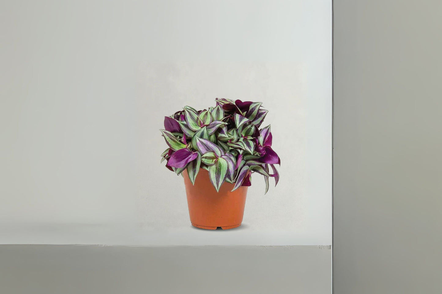 Purple Wandering Jew Plant - 3" Pot Tradescantia Zebrina - Trailing Indoor Houseplant with Variegated Leaves