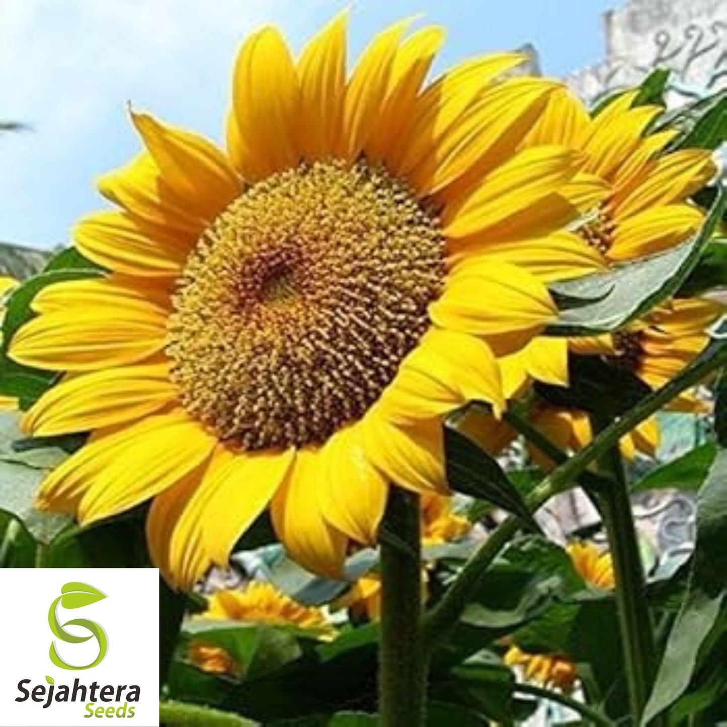 Mammoth Grey Stripe Sunflower Seeds - 50+ Giant Blooms - Huge & Fresh