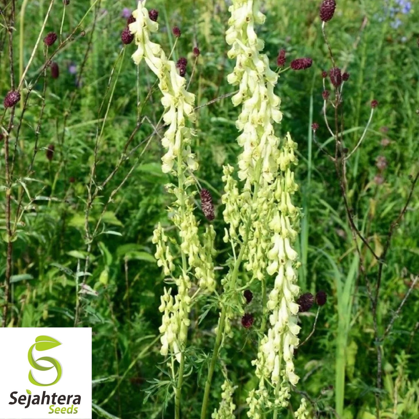 Bearded Monkshood Seeds {Aconitum barnatum} Organic 5 Seeds