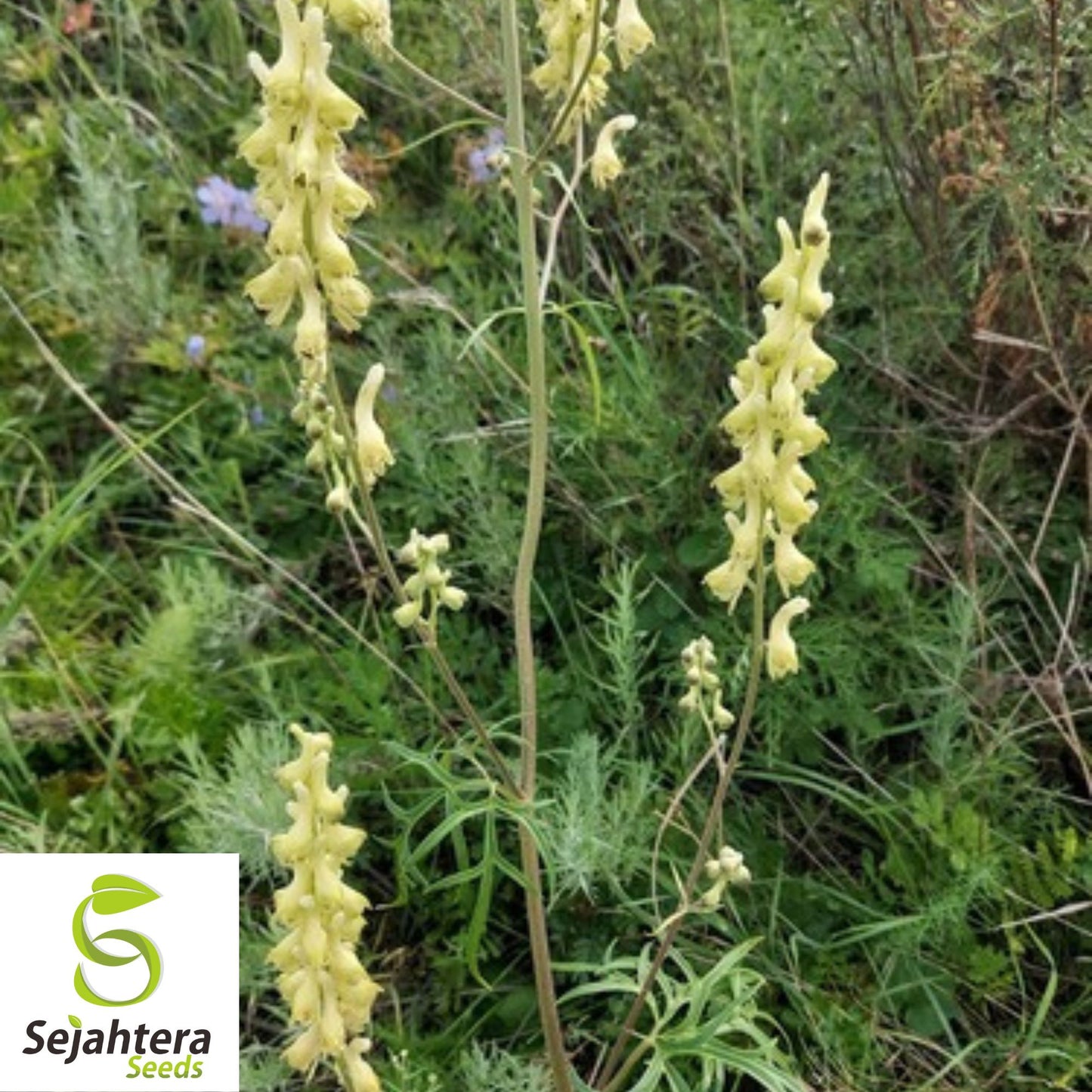 Bearded Monkshood Seeds {Aconitum barnatum} Organic 5 Seeds