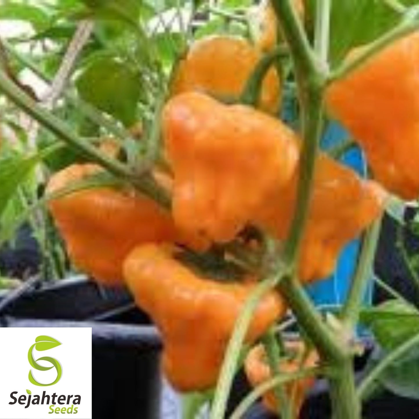 Jamaican Yellow Habanero Pepper Seeds 25+ | Mushroom Chile Hot Pepper USA