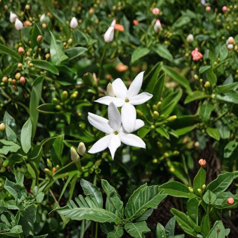 South African Jasmine – Jasminum angulare Live Fragrant Vine | 1 Foot Tall | Shipped in 1 Gallon Pot Sweet Scented White Flowers | Evergreen Climbing Plant | Patio & Trellis Ready