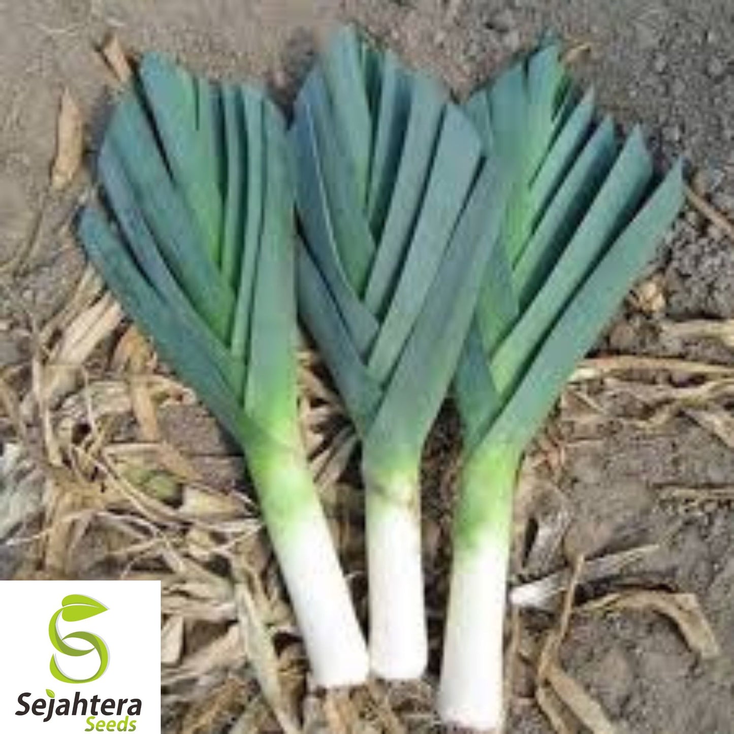 250+ Large American Flag Leek Seeds - Heirloom, Organic, Non-GMO & Cold-Hardy