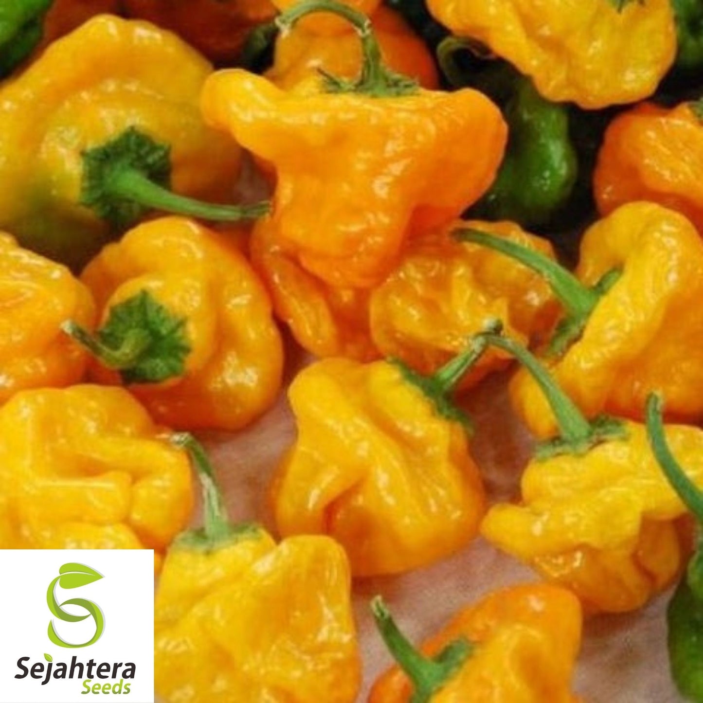 Jamaican Yellow Habanero Pepper Seeds 25+ | Mushroom Chile Hot Pepper USA