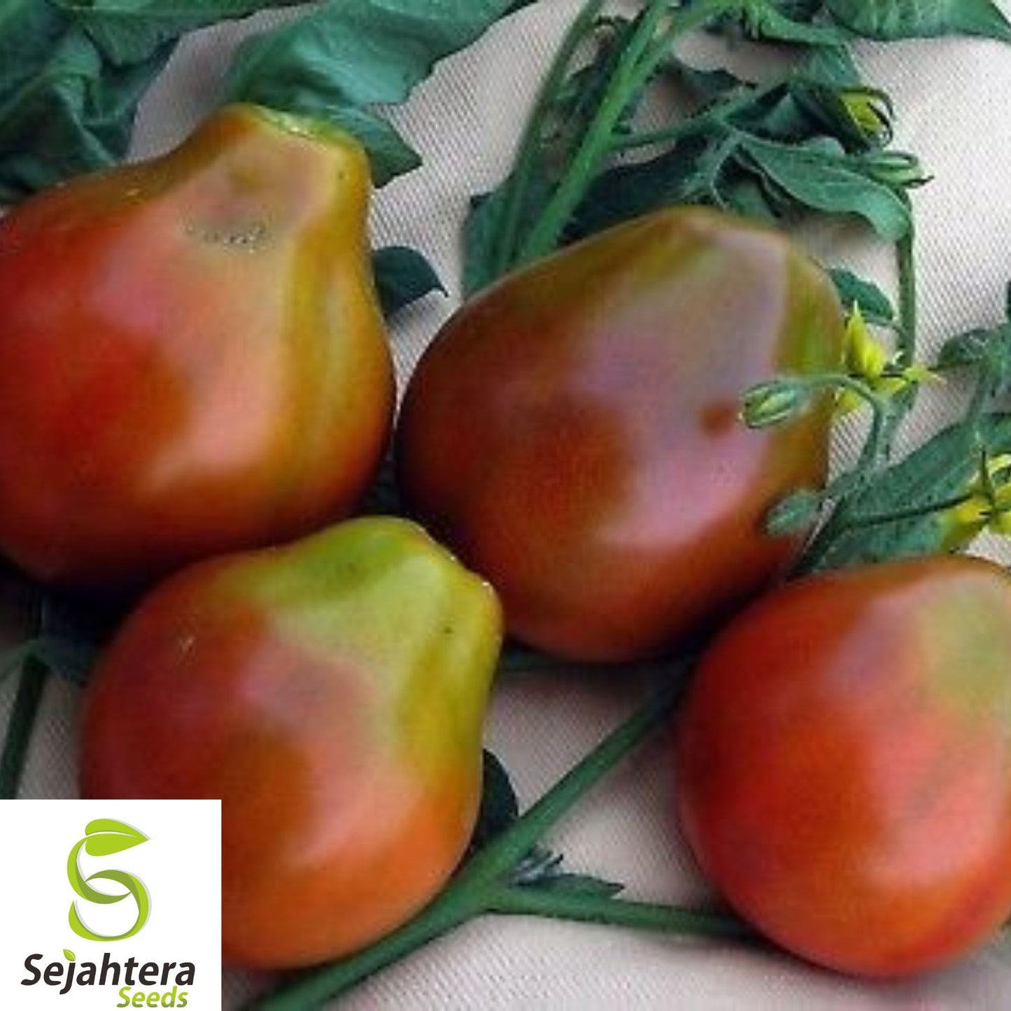 30+ Black Truffle Tomato Seeds – Rare Heirloom, Organic, Non-GMO, Early & Sweet