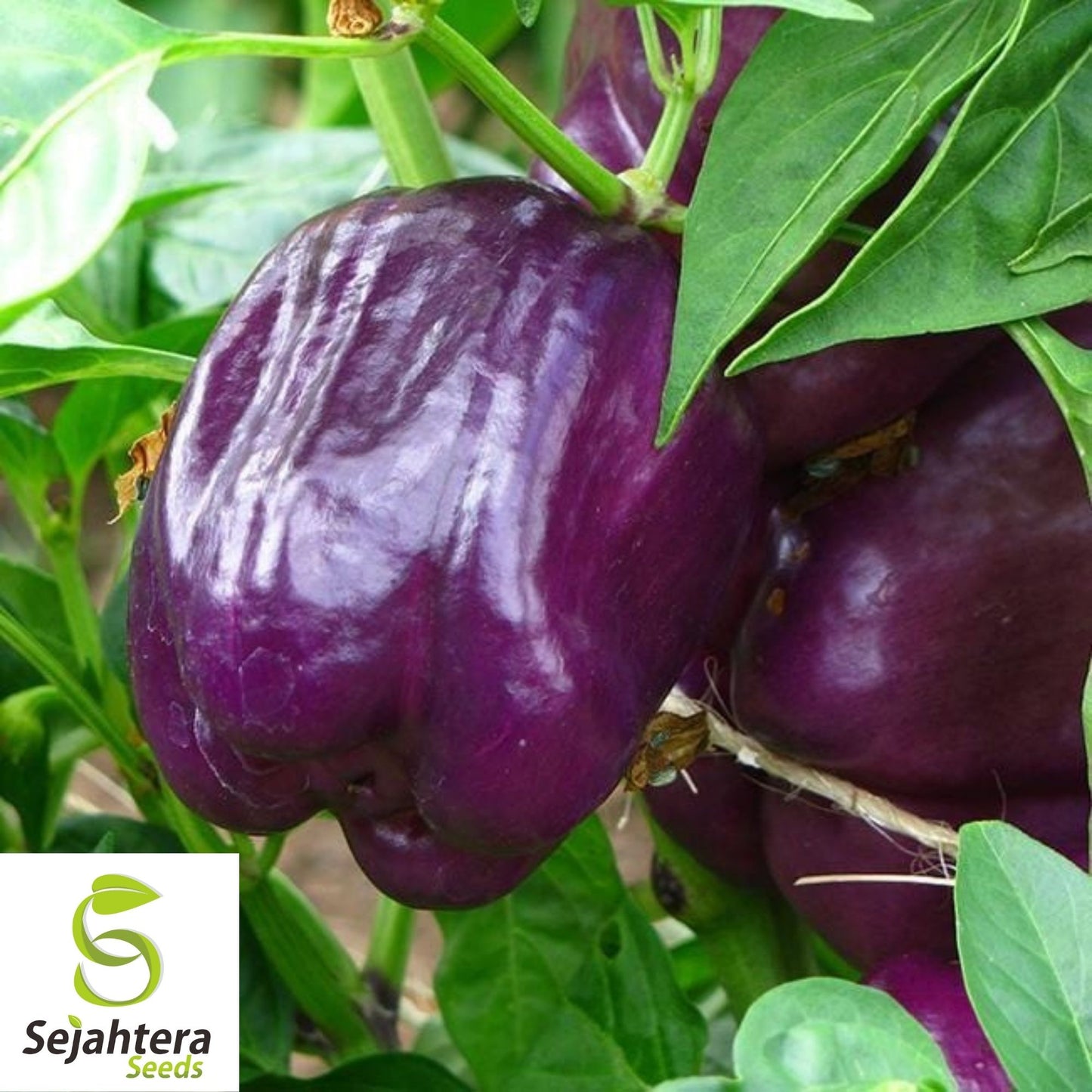 Purple Beauty Bell Pepper Seeds 30+ | Sweet Capsicum Annuum Vegetable USA