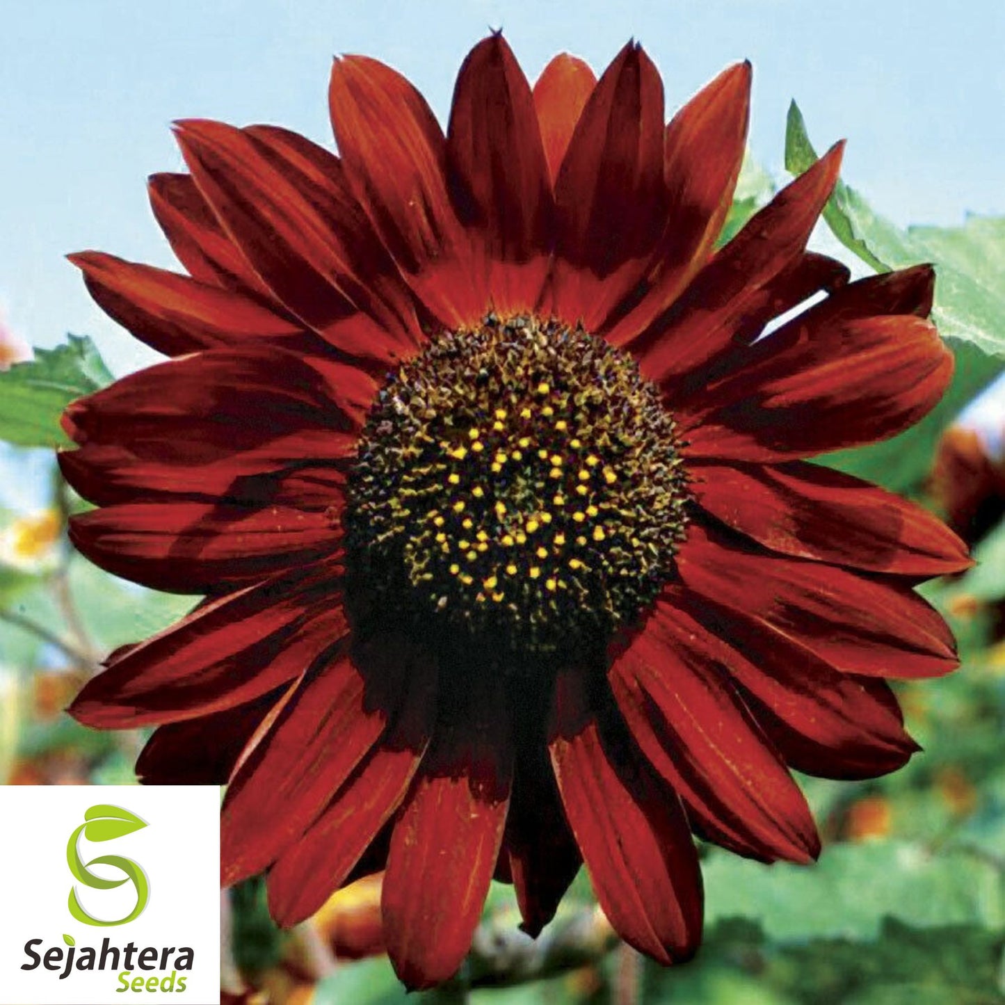 100+ Velvet Queen Tall Sunflower Seeds | Red & Orange Non-GMO Heirloom Flower