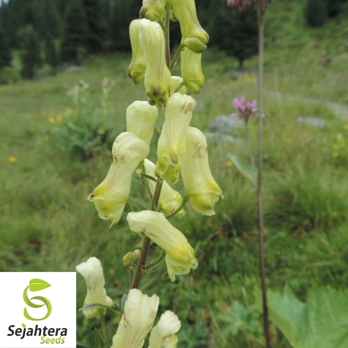 Bearded Monkshood Seeds {Aconitum barnatum} Organic 5 Seeds
