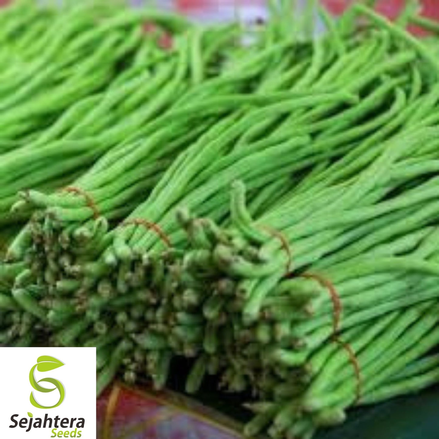 Dark Green Yard Long Bean Seeds - 120+ Heirloom, Organic, Non-GMO & Fresh
