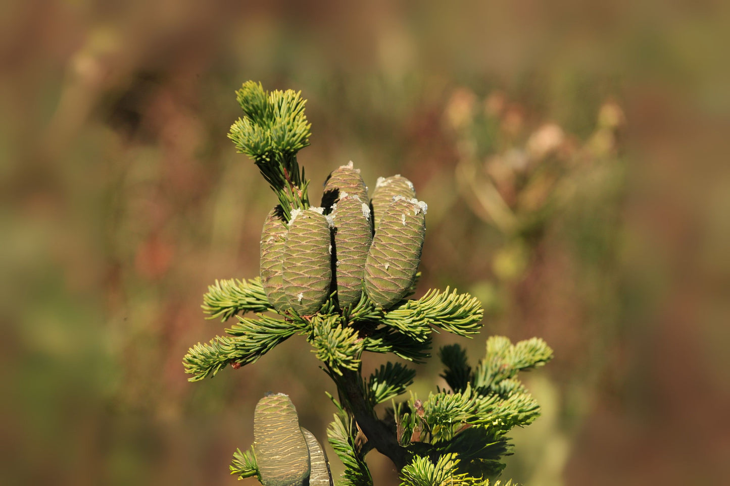 Siberian Fir (Abies sibirica)