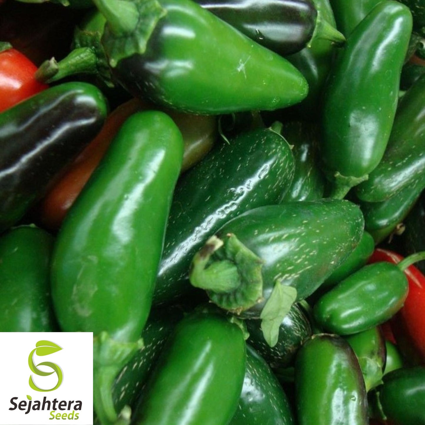50+ TAM Jalapeno Pepper Seeds - Heirloom, Non-GMO, Mild Heat, High Yield