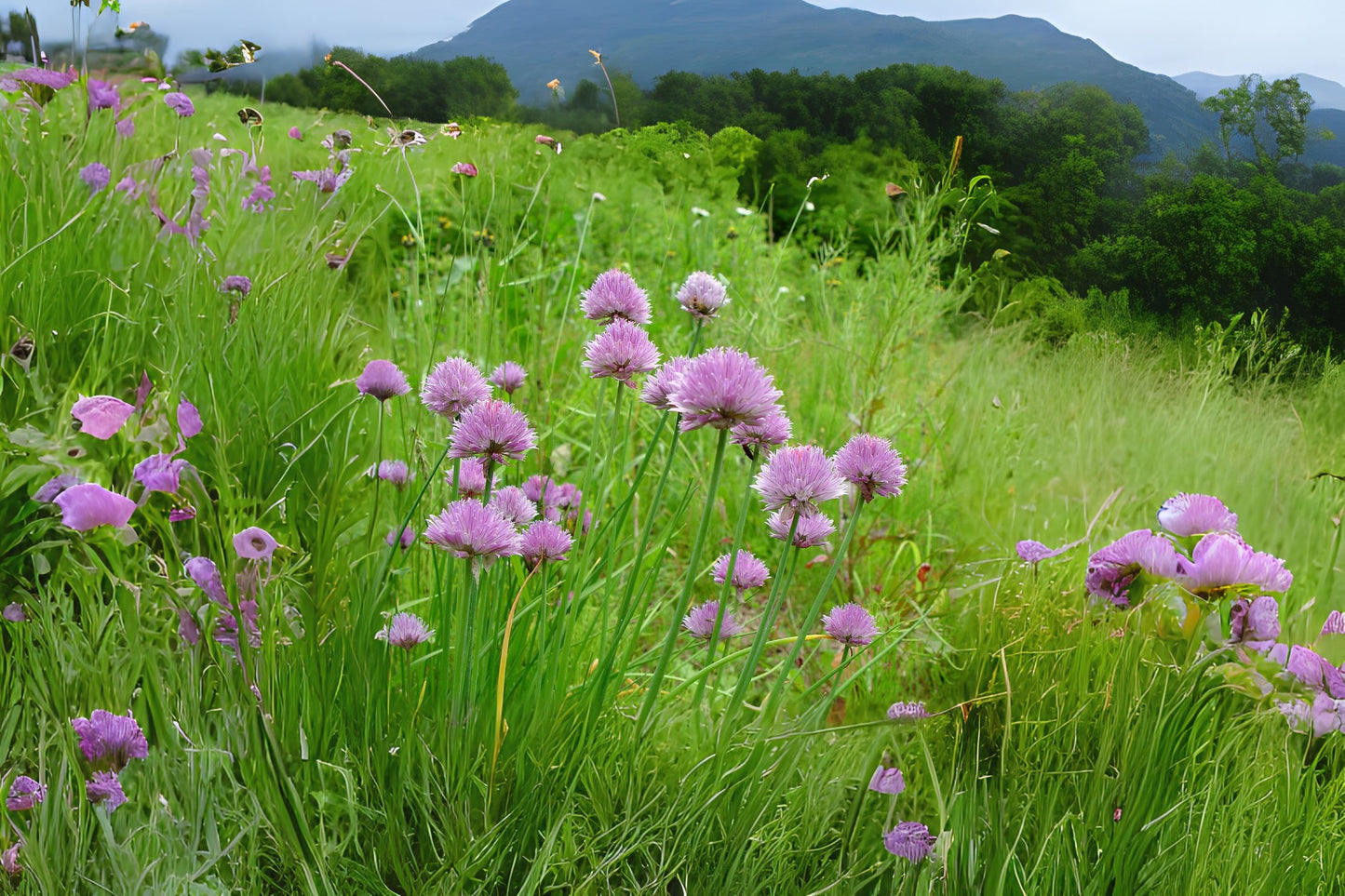 Chives, Wild Chives (Allium schoenoprasum)