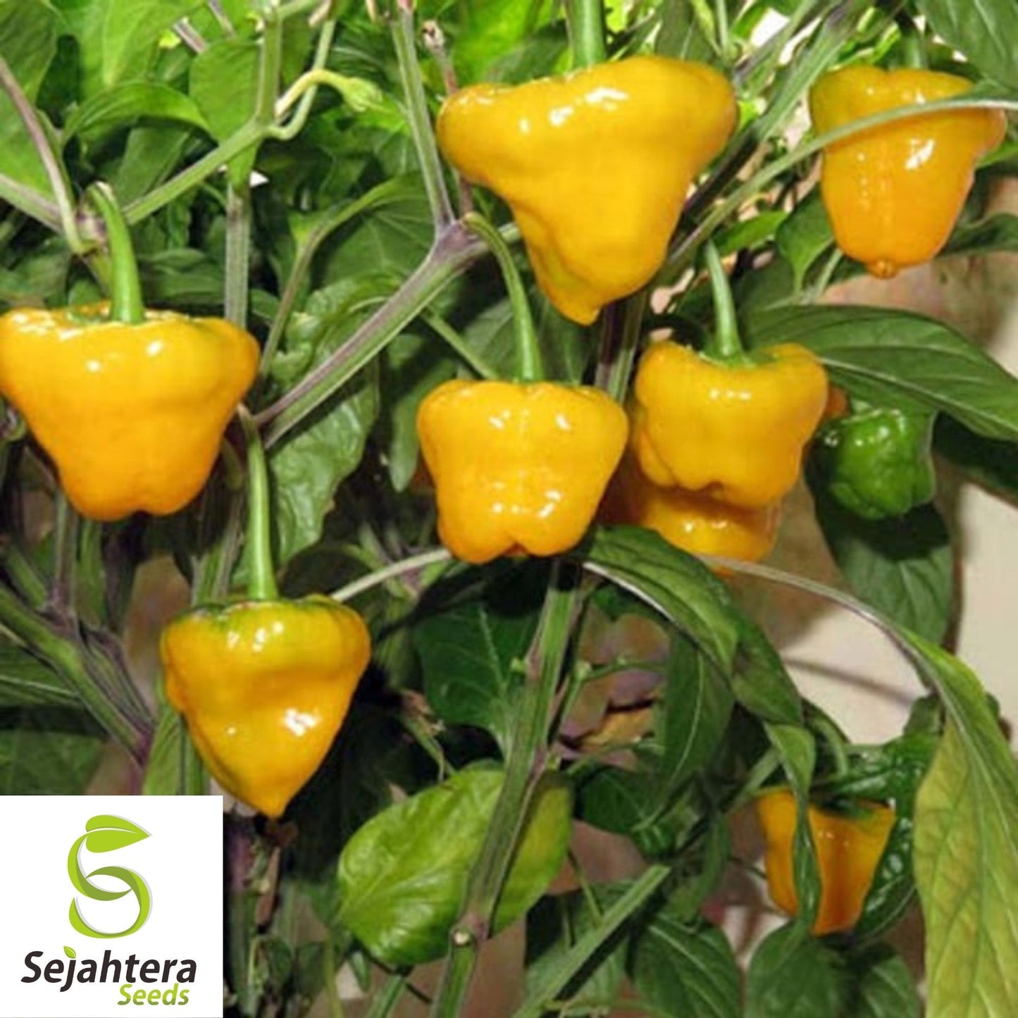 Jamaican Yellow Habanero Pepper Seeds 25+ | Mushroom Chile Hot Pepper USA