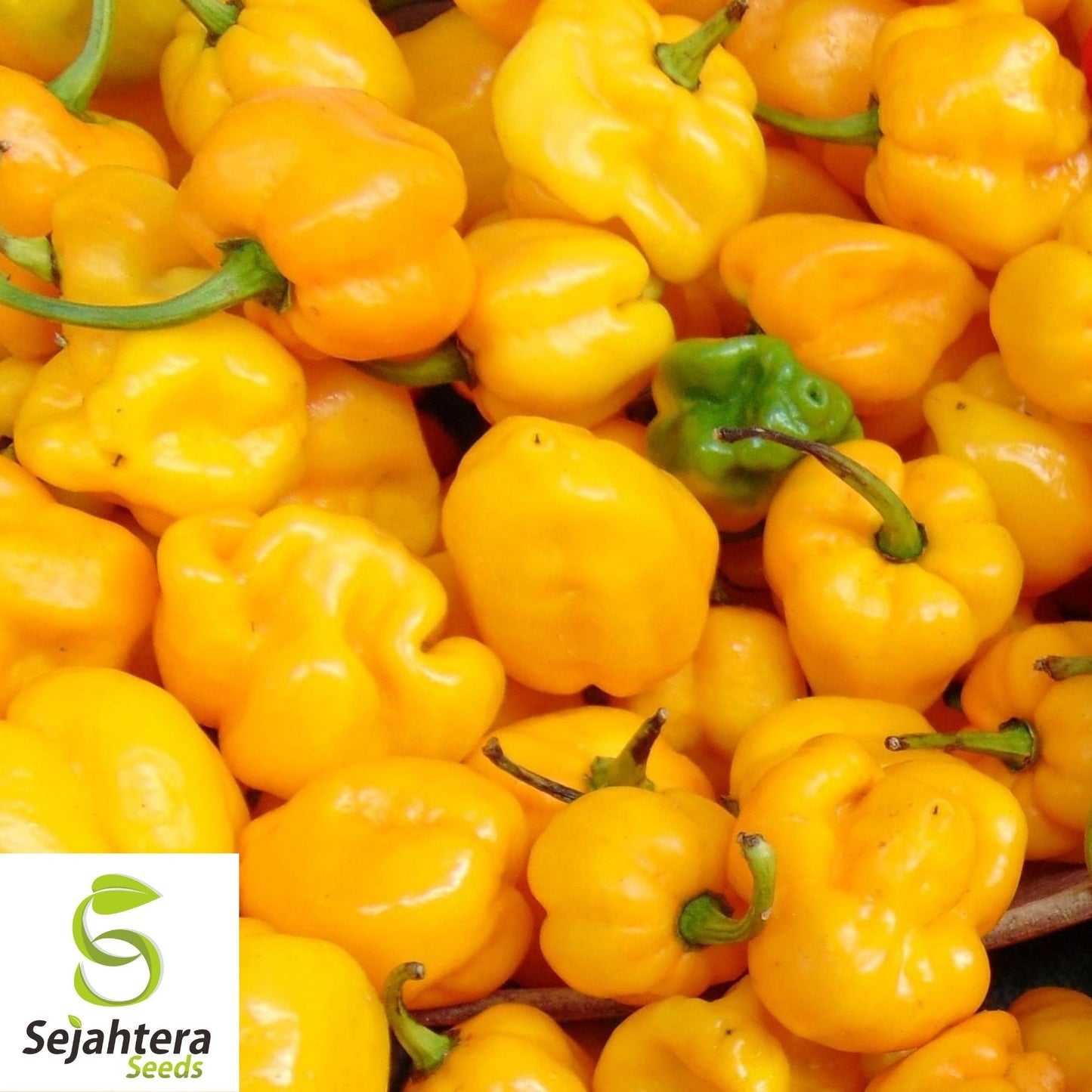 Jamaican Yellow Habanero Pepper Seeds 25+ | Mushroom Chile Hot Pepper USA