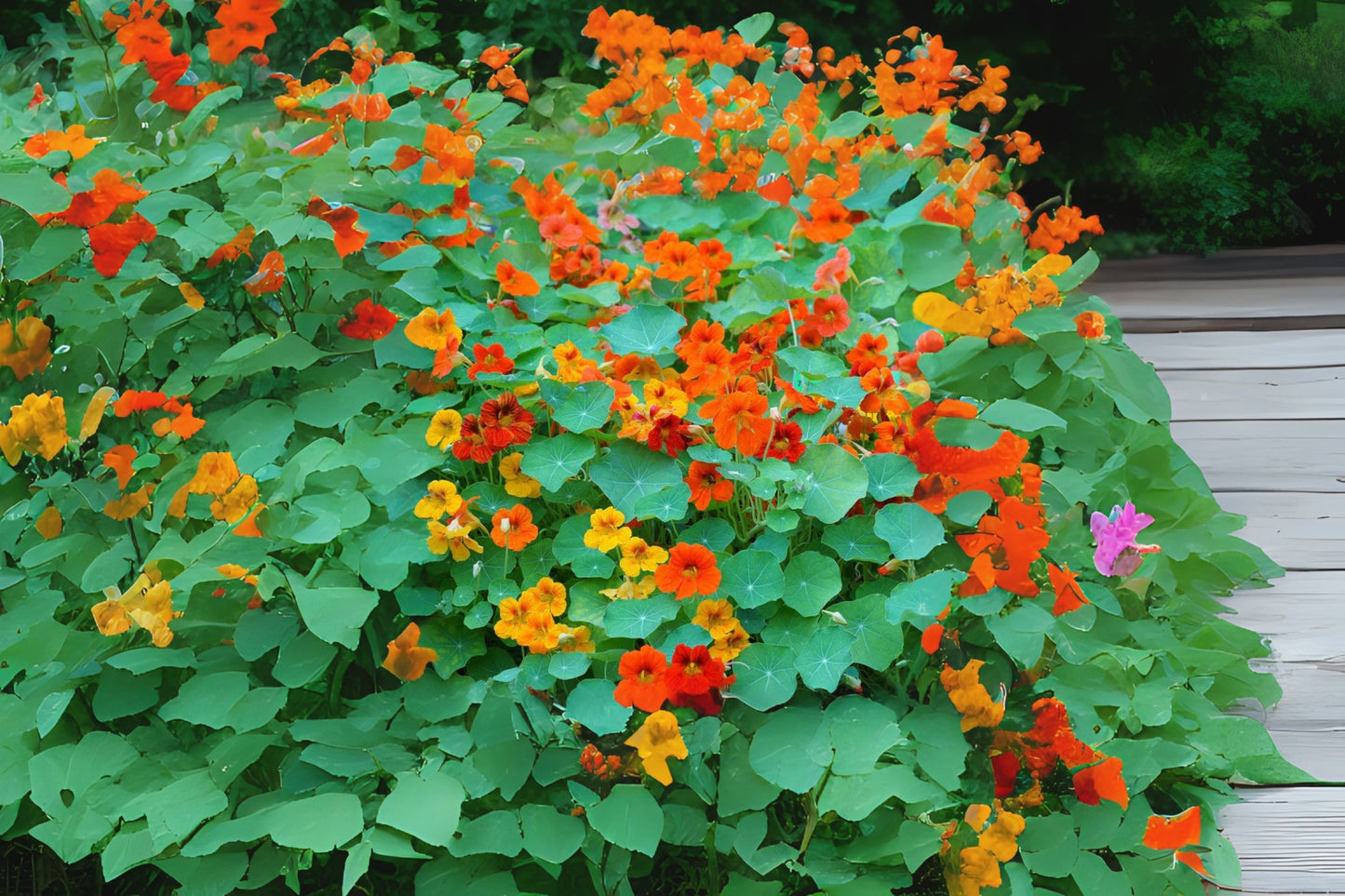 Garden Nasturtium (Tropaeolum majus Single Mix)