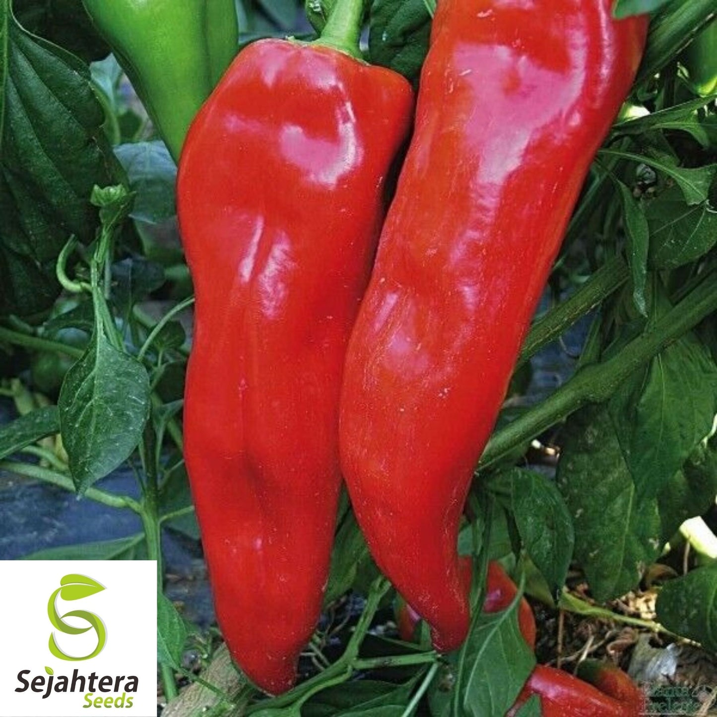 Corno di Toro Rosso Pepper Seeds 30+ | Sweet Italian "Bull's Horn" Red USA