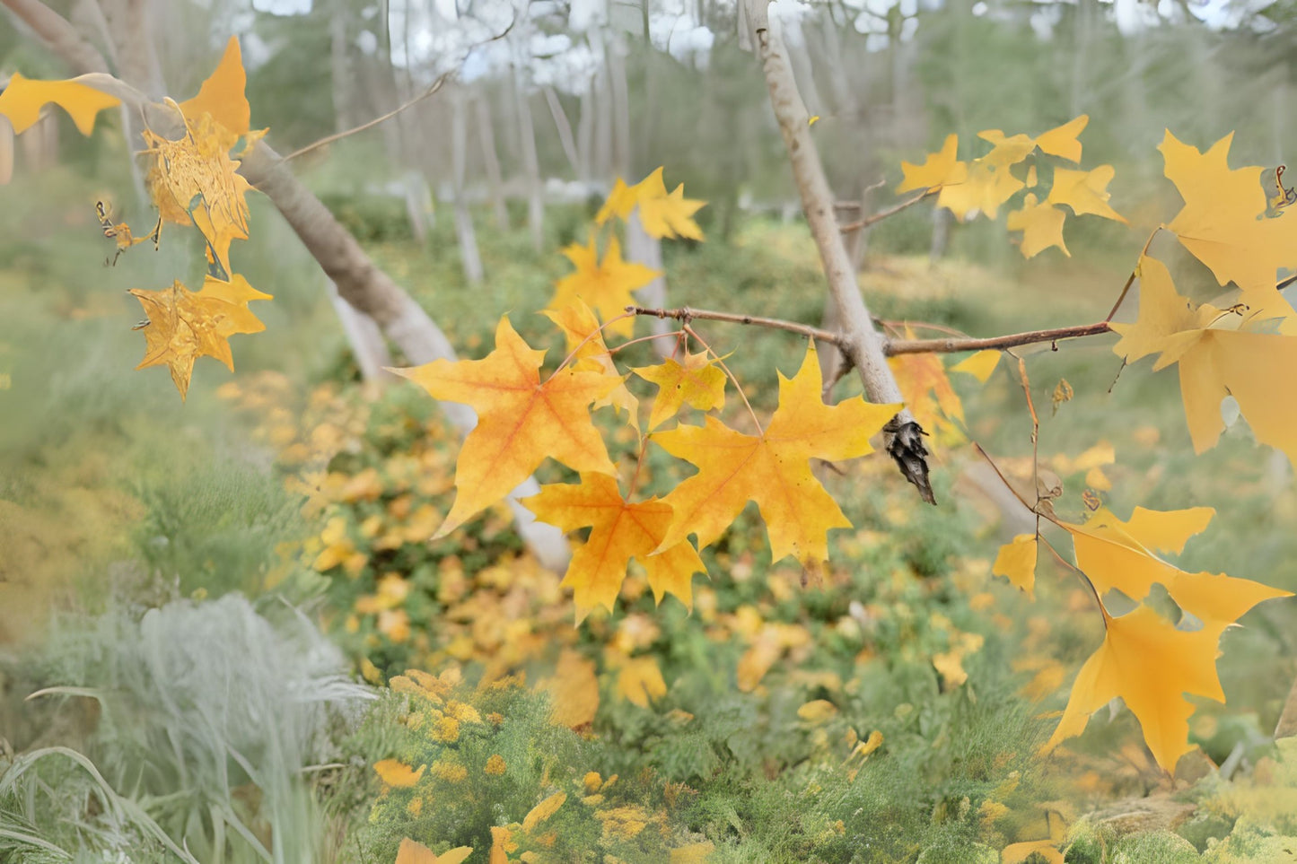 Purpleblow Maple Shandong Shantung Maple (Acer truncatum)