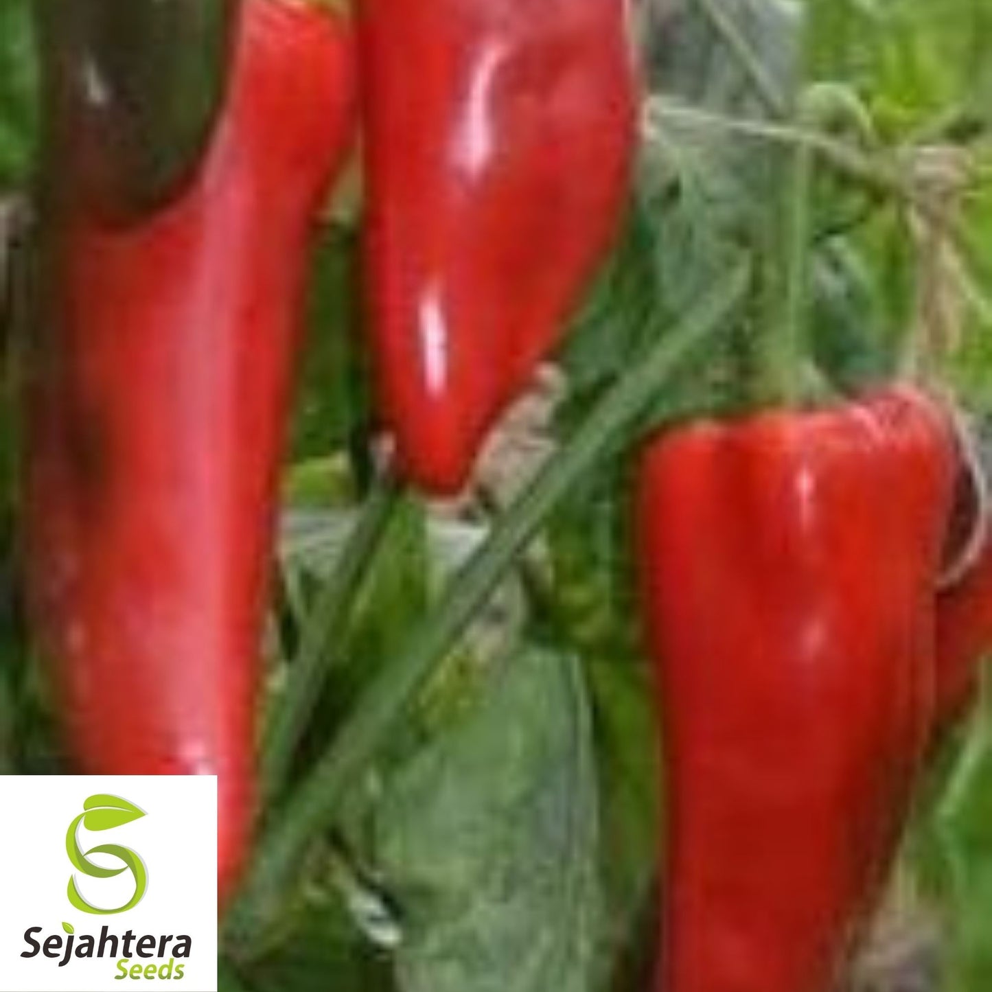 Corno di Toro Rosso Pepper Seeds 30+ | Sweet Italian "Bull's Horn" Red USA