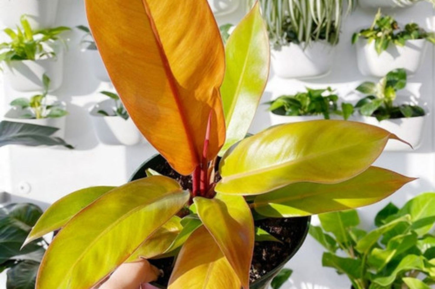Philodendron Prince of Orange – Vibrant Foliage Houseplant in 3" Pot