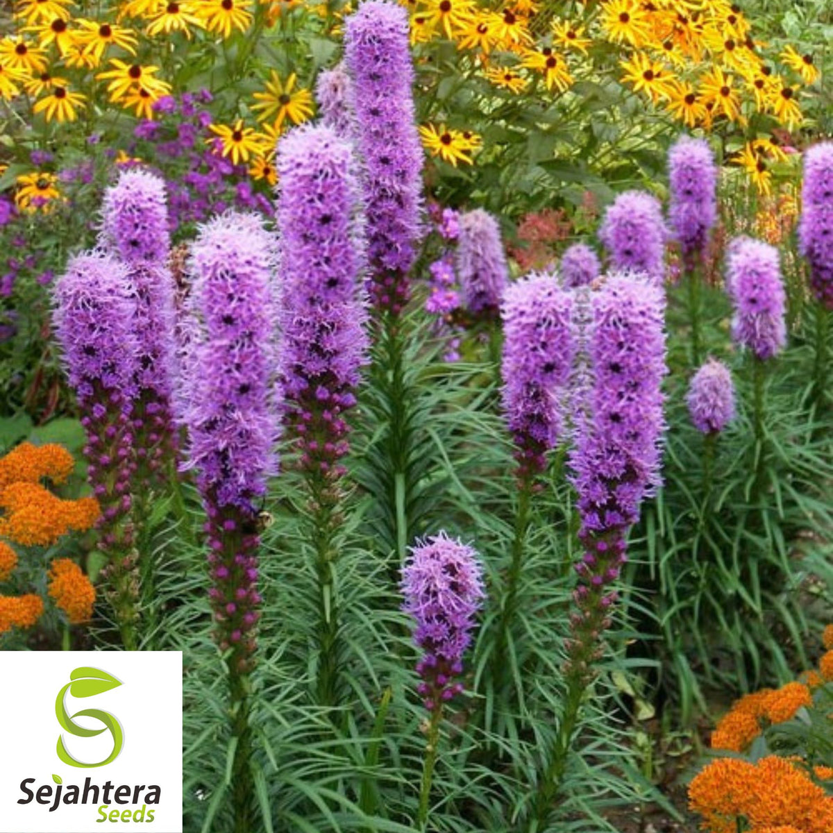 Kobold Dense Blazing Star Seeds {Liatris spicata} 25+ Seeds