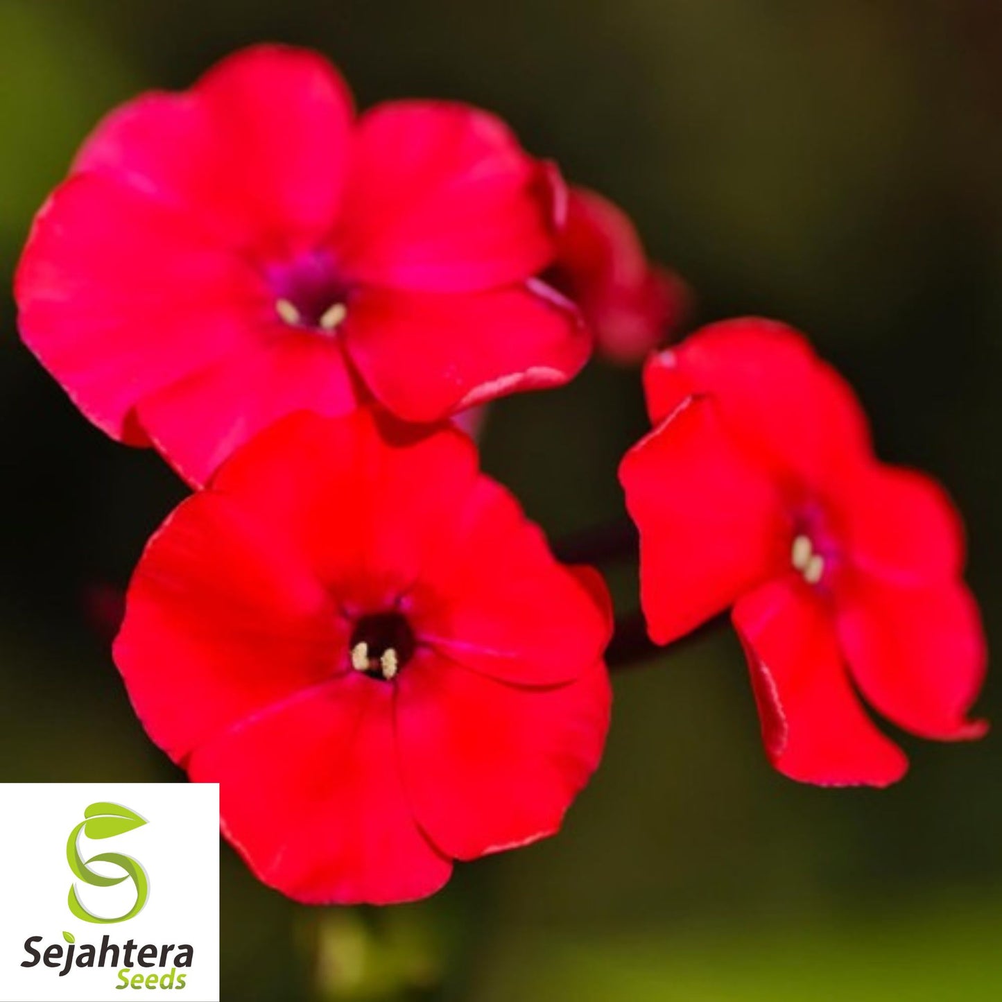 Red Scarlet Phlox Drummondii Seeds 100+ | Vibrant Flower Seeds