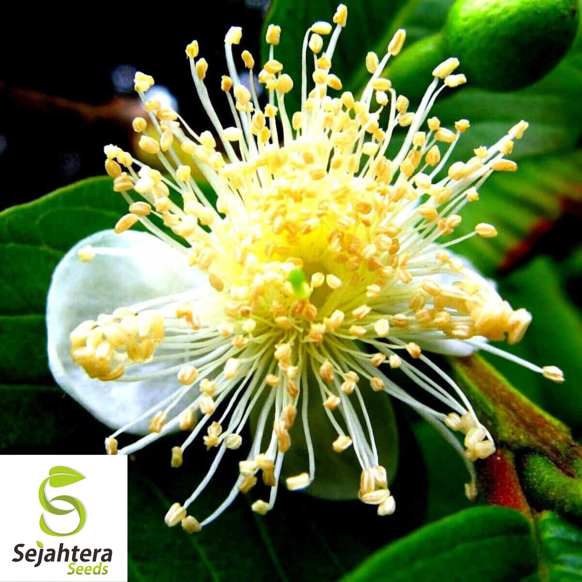 Lemon Guava Seeds {Psidium guajava} 20+ Seeds