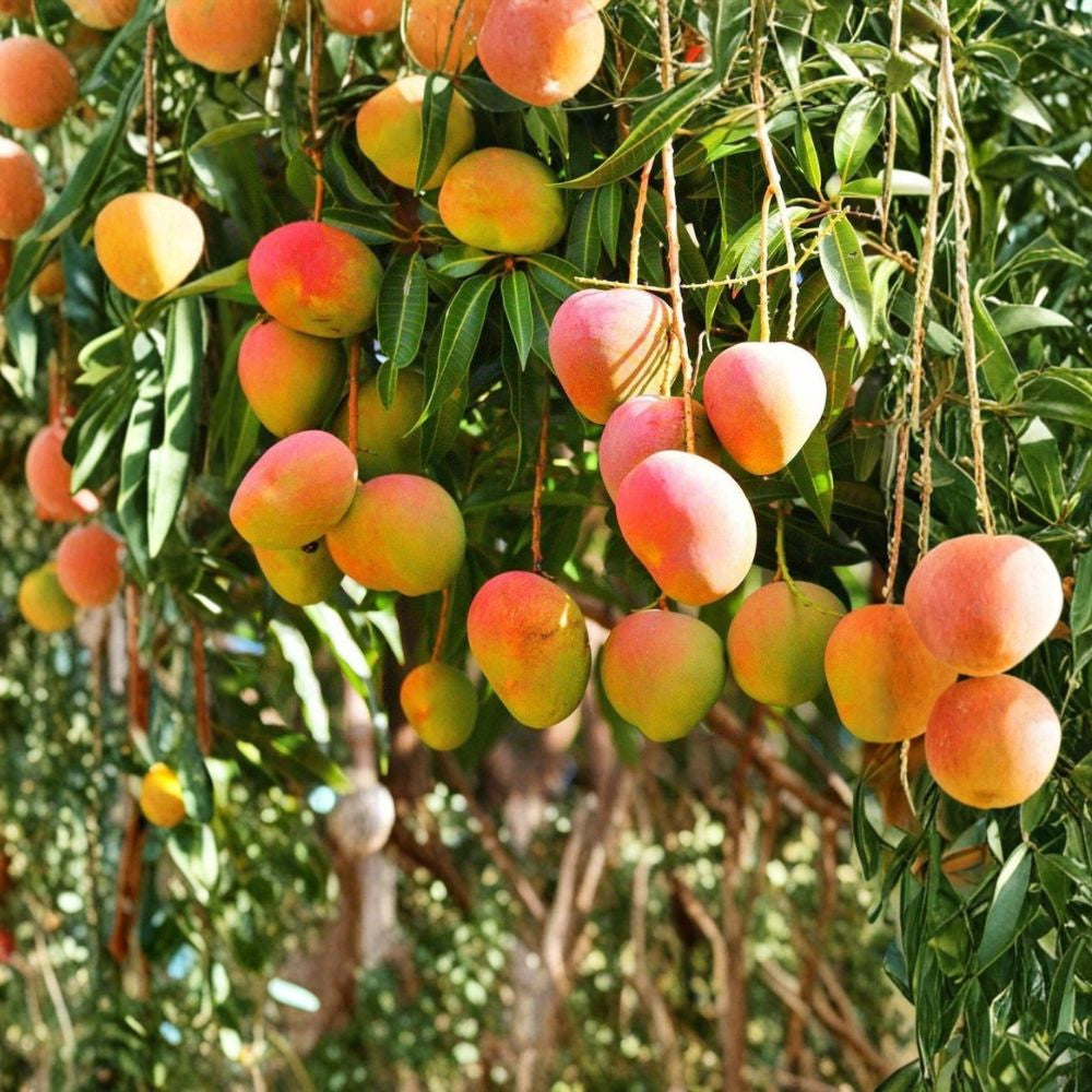 Mango Tree – Mangifera indica Live Plant | 12 Inches Tall | Tropical Fruit Starter Sweet Tropical Fruit | Backyard Friendly | Easy to Grow