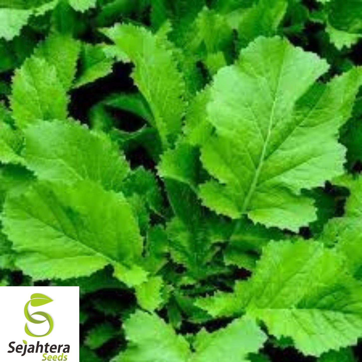 1,100+ Florida Broadleaf Mustard Seeds - Heirloom, Non-GMO, Fast-Growing Greens