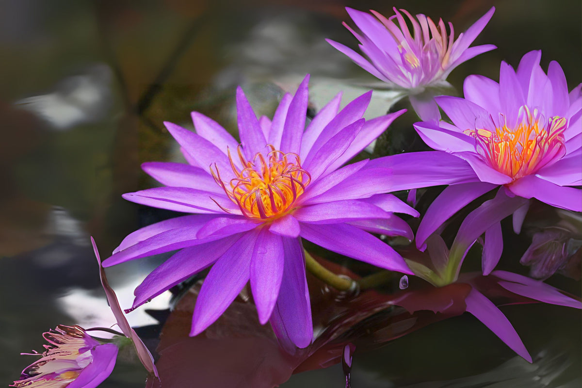 Intersubgeneric Hybrid Purple Water Lily 3 Pack, Nymphaea ‘Detective Erika’, Hardy Waterlily with Large Blooms
