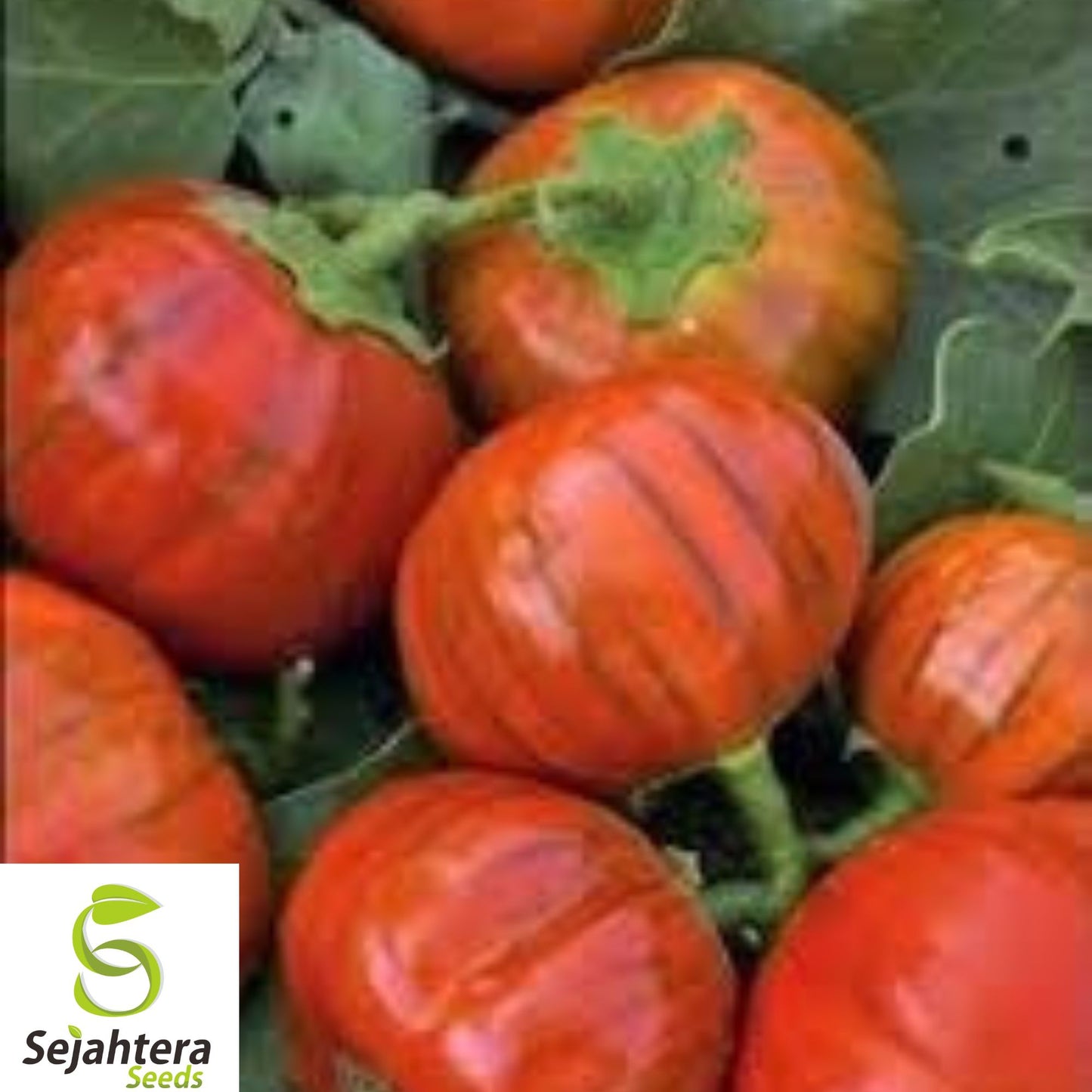 25+ Turkish Orange Eggplant Seeds - Heirloom, Organic, Non-GMO, Rare & Flavorful
