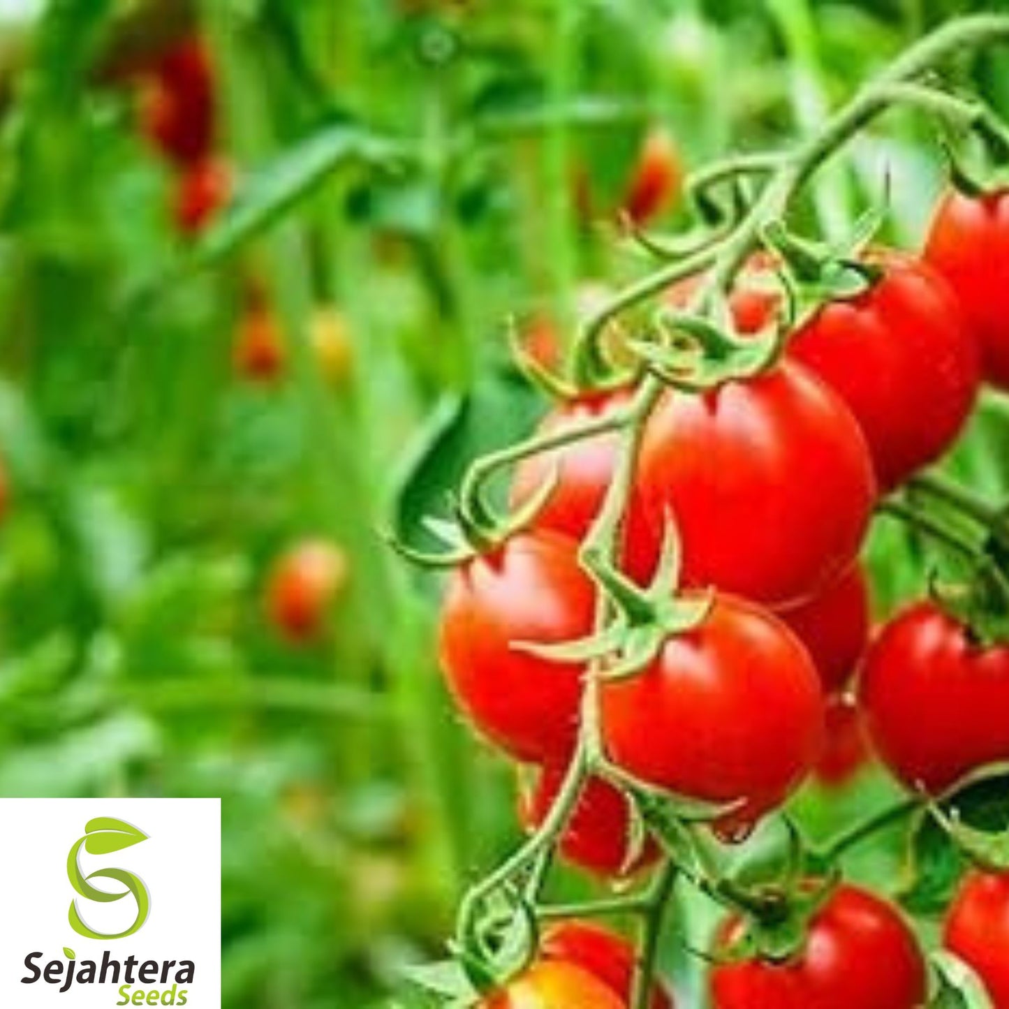 10+ 42-Day Tomato Seeds – Fastest Ripening Heirloom, Non-GMO, Early & High-Yield