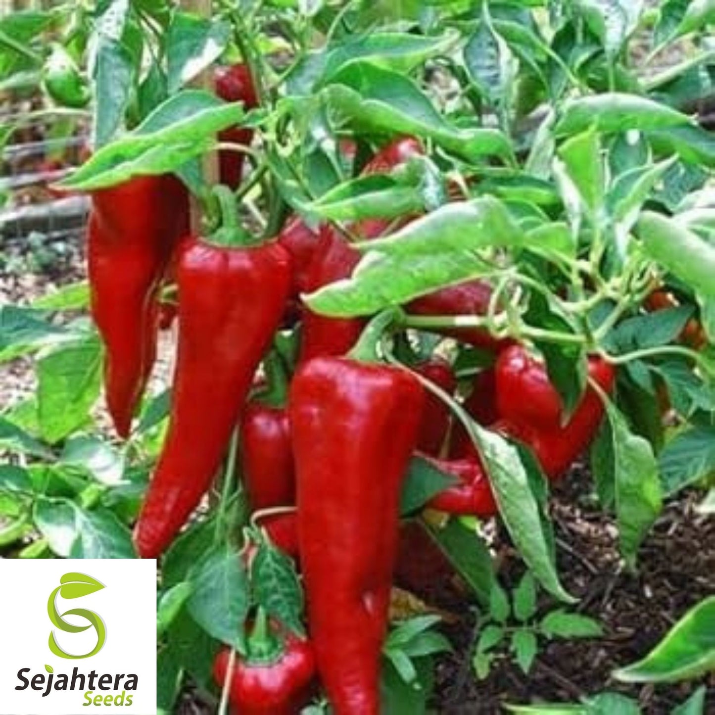 Corno di Toro Rosso Pepper Seeds 30+ | Sweet Italian "Bull's Horn" Red USA