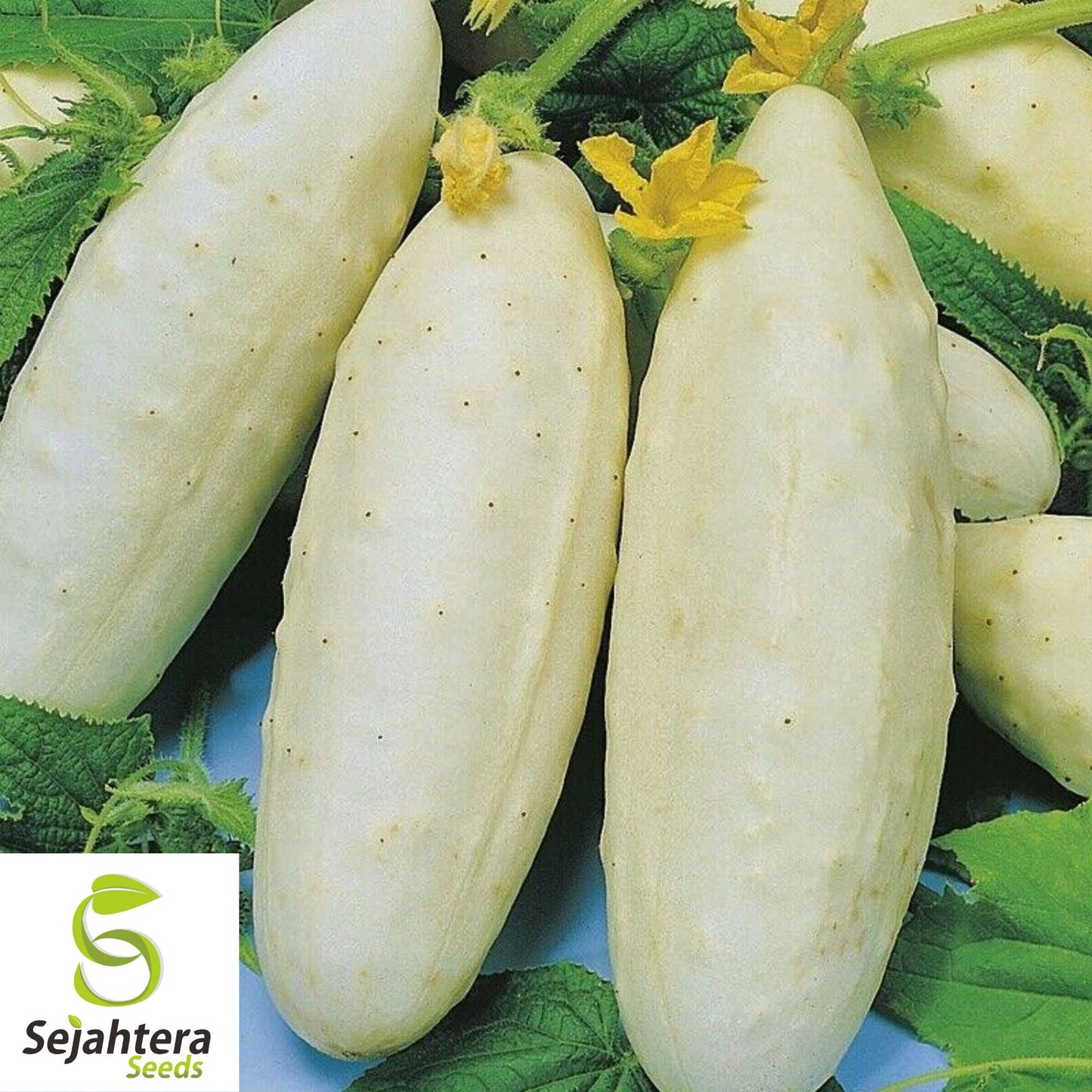 50+ White Wonder Cucumber Seeds - Heirloom, Non-GMO & Unique Variety