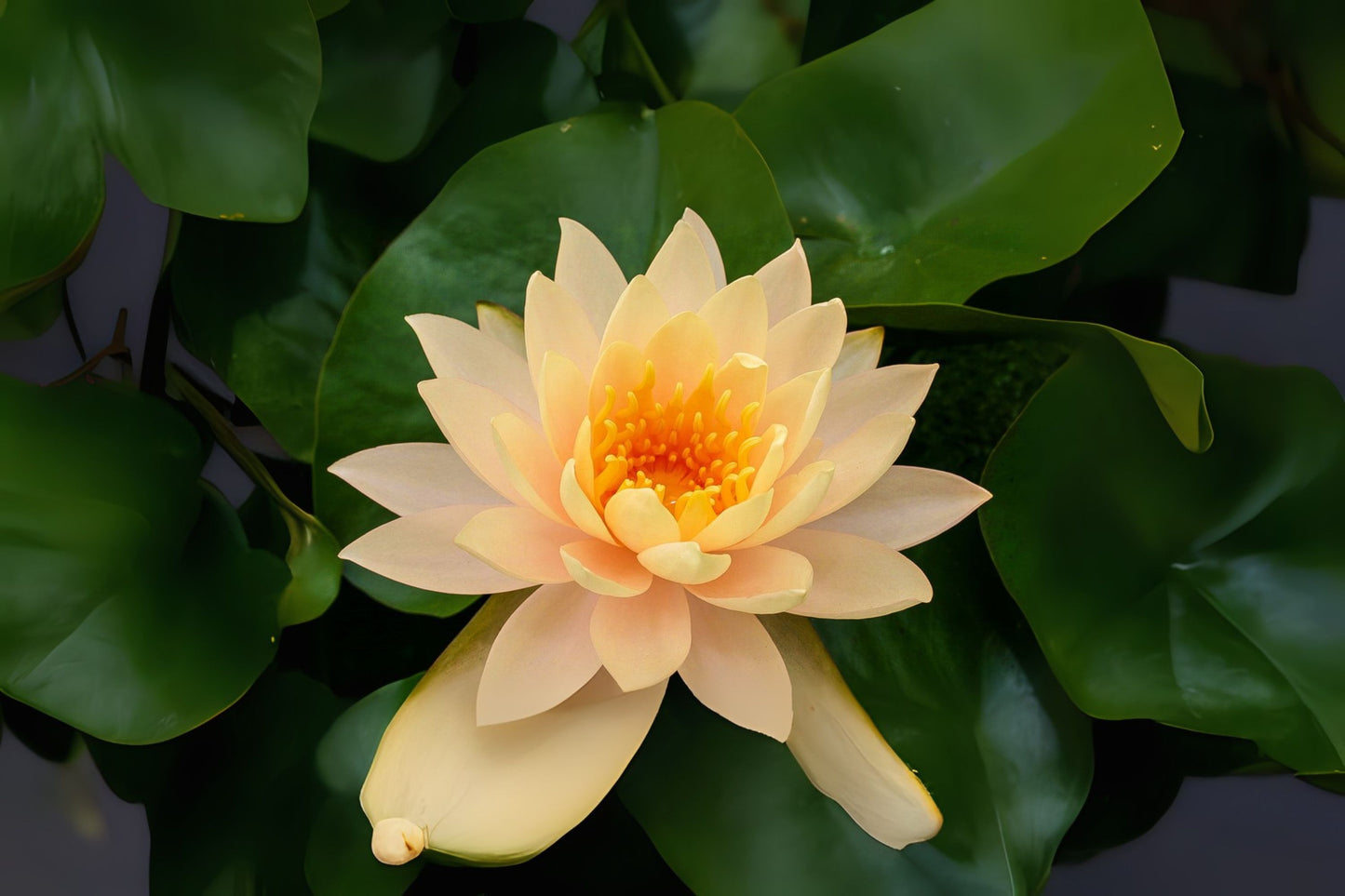 Yellow Clyde Ilkins Water Lily 3 Pack - Nymphaea 'Clyde Ilkins' - Winter Hardy, Full Sun, Fragrant Blooms