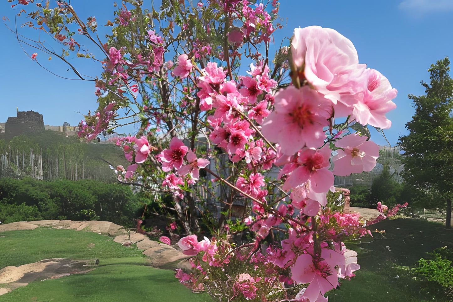 Lovell Peach (Prunus persica var. Lovell)