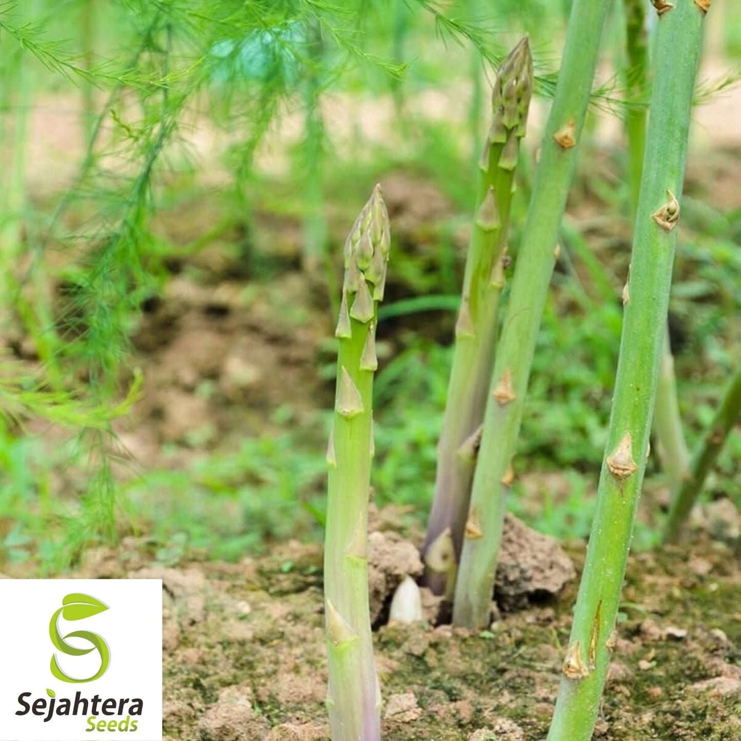 Asparagus Seeds 100+ | Mary Washington Vegetable Garden NON-GMO USA